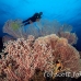 coral_soft_pc_h_0705_png1939.jpg